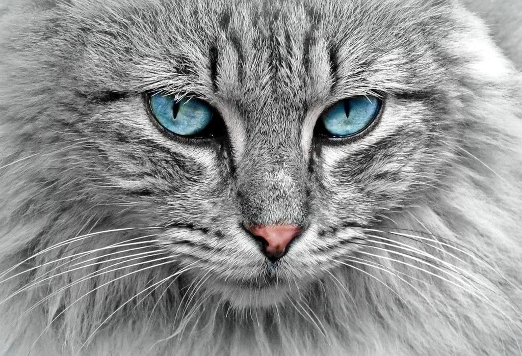 Quelles sont les maladies des animaux domestiques ?