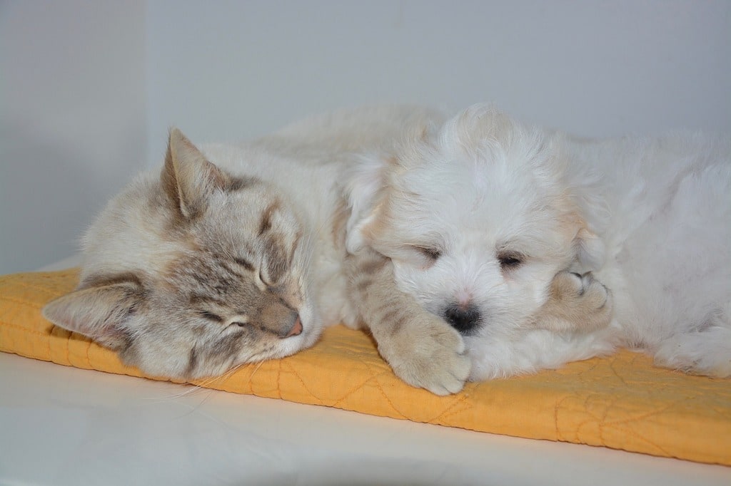 Comment soigner les animaux de compagnie ?