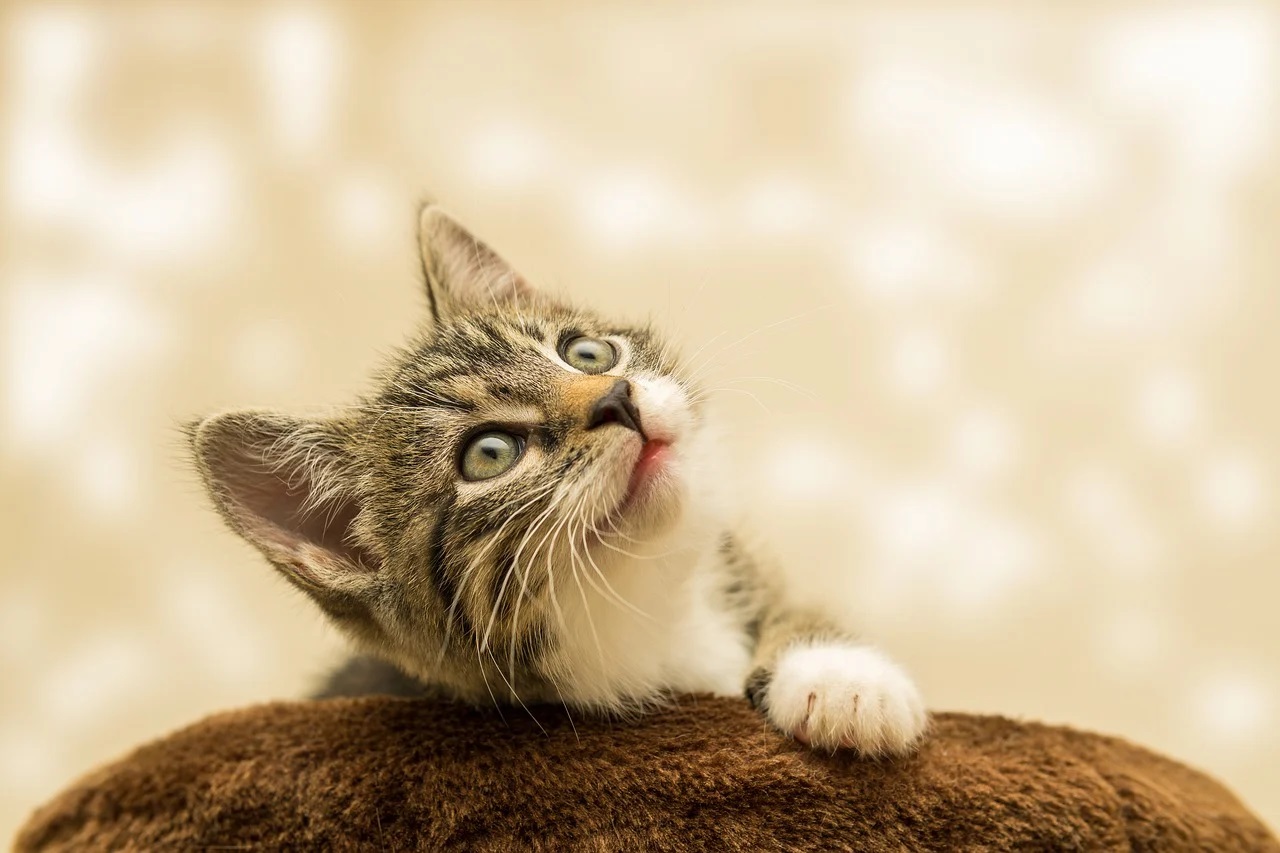 Comment faut-il traiter les animaux ?