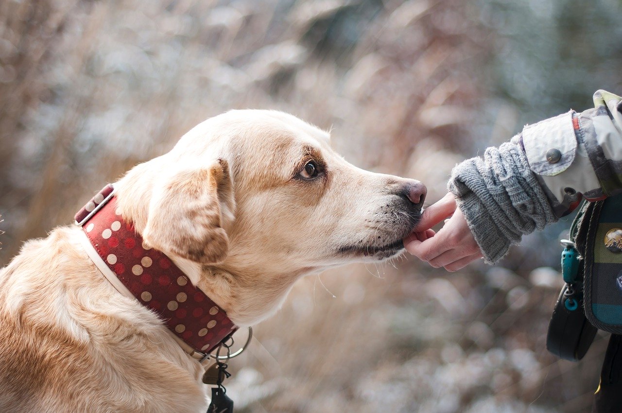 Quelles sont les maladies des animaux domestiques ?