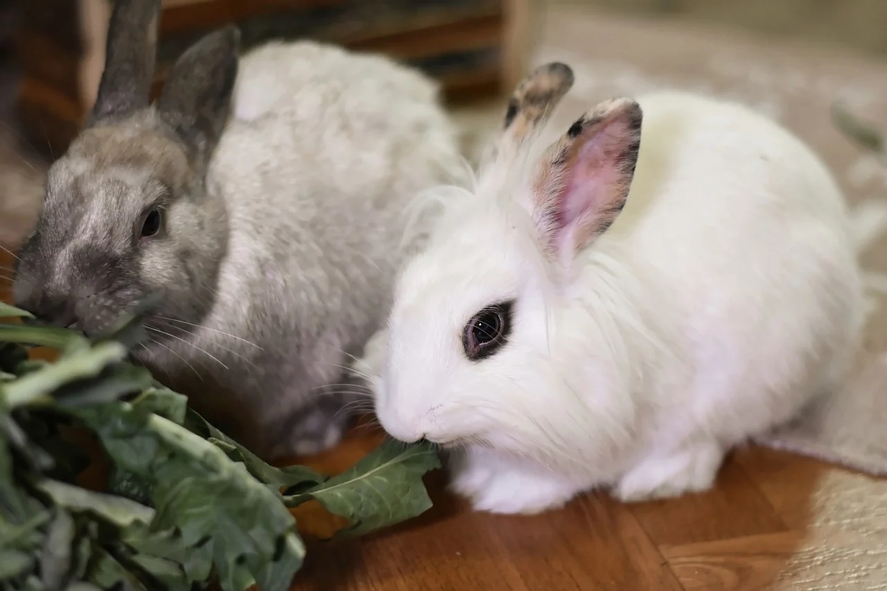 Comment soigner les animaux de compagnie ?