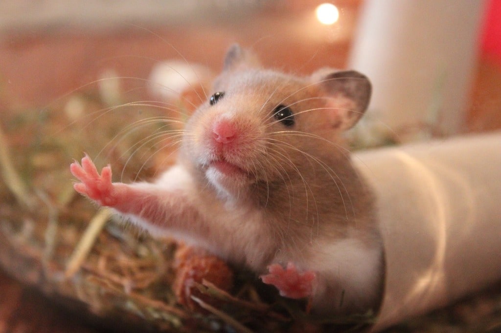 Santé animale : quand se rendre chez le vétérinaire ?