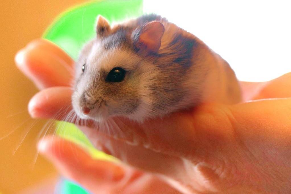 Comment faut-il traiter les animaux ?