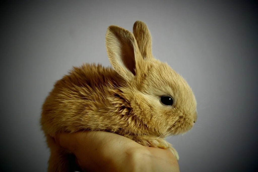 Prévention des maladies transmissibles par les animaux de compagnie